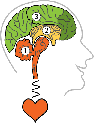 three part brain